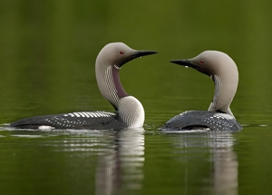 Гахууна (Хилэнгүеэ гахуун)